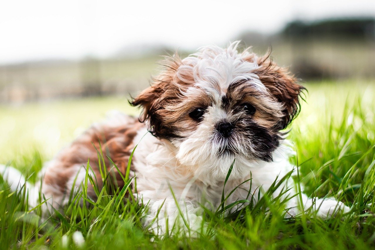 How to Help Your Pet Adjust to Grooming Routines